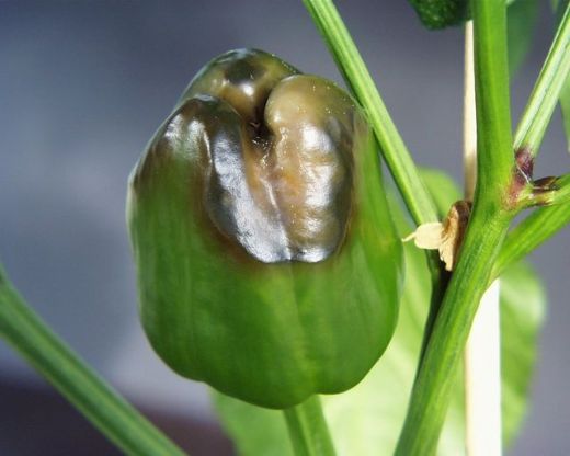 Bitkilerde Kalsiyum Eksikliği Belirtileri ve Tedavisi