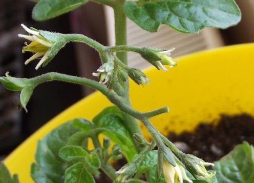 Domateste Kalsiyum Eksikliği Belirtileri ve Tedavisi