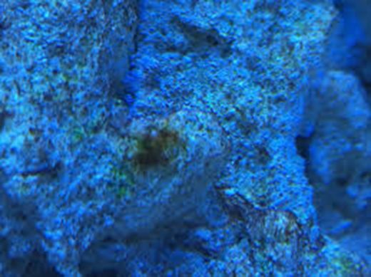 Kalsiyum Asetat Kullanım Alanları