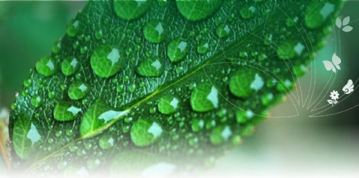 Kalsiyum Magnezyum Çinko